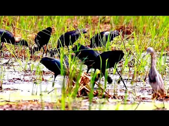 'Video thumbnail for Amazing of lake - In feild on lake gain bird here to  wiat catch food  EP-03'