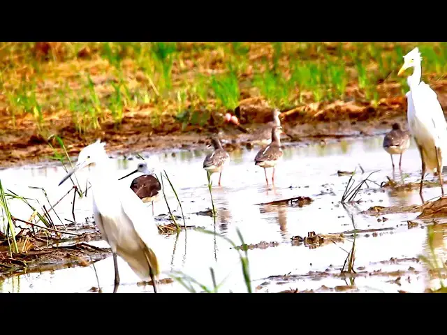 'Video thumbnail for Amazing of - Lake Life: Witnessing Birds Catch and Feast on Fish!"'