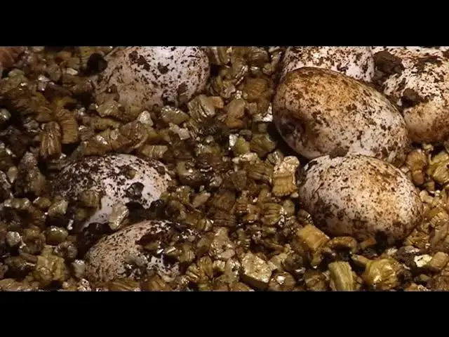 'Video thumbnail for Tuatara Eggs'