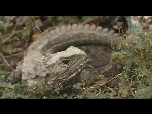 'Video thumbnail for Tuatara'