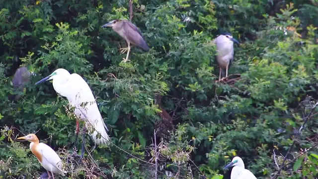 'Video thumbnail for bird on nest, wild bird here, the nest bird alot'