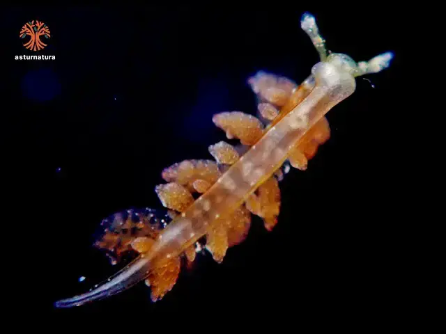 'Video thumbnail for Hermaea bifida'