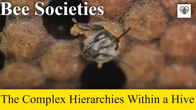 'Video thumbnail for Bee Societies: The Complex Hierarchies and Roles Within a Hive'