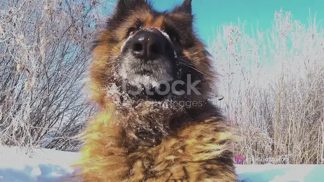 'Video thumbnail for The Majestic Gerberian Shepsky_ A Deep D '
