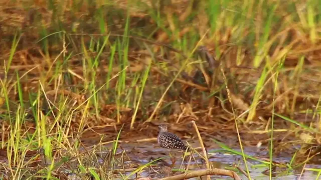 'Video thumbnail for Cute bird in lake eat food'