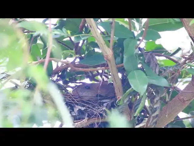 'Video thumbnail for Wow mouse stay on nest'