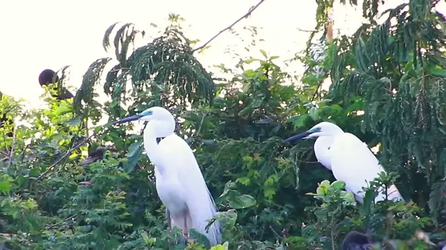 'Video thumbnail for Area Wild bird a lot in lake'