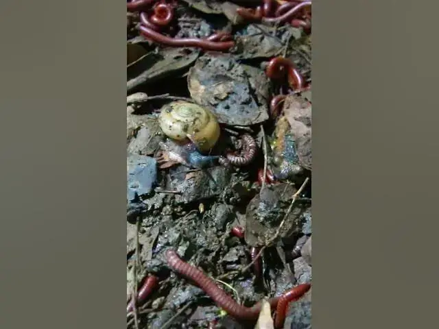 'Video thumbnail for Snail of Venomous Centipede'