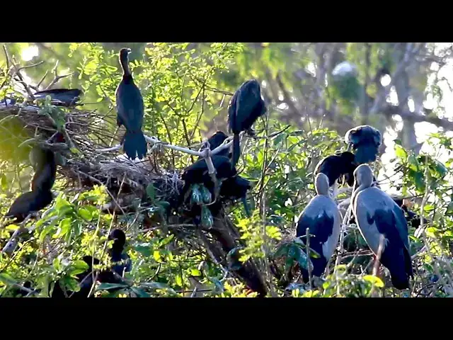 'Video thumbnail for Amazing of lake -THe nest for bird | baby bird crowth on nest and cries feed'