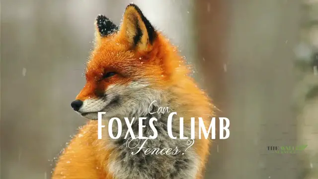 'Video thumbnail for can foxes climb fences?'