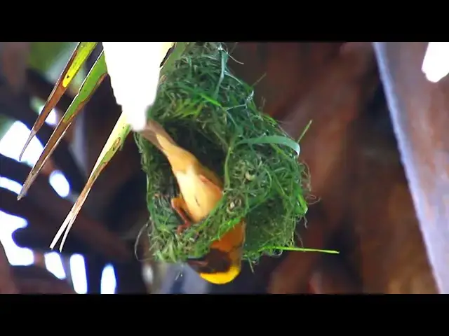 'Video thumbnail for Amazing of lake -  Maya  bird cries feed or eat food on nest | CH-09'