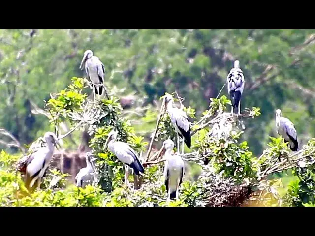 'Video thumbnail for Amazing of lake - Bird life on here & makng nest on lake | EP 05'