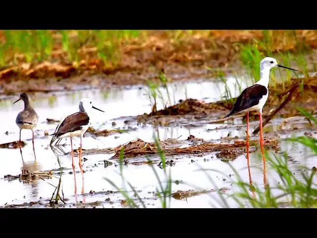 'Video thumbnail for Amazing of lake - All bird catch fish in deep water lake  | EP-06'