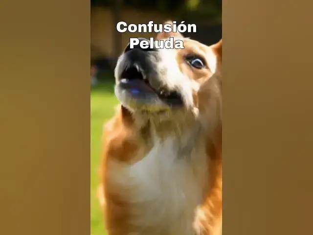 'Video thumbnail for ¡Perro vs Burbuja: La Explosión Más Divertida que Verás Hoy! 🐶🫧🤣"'