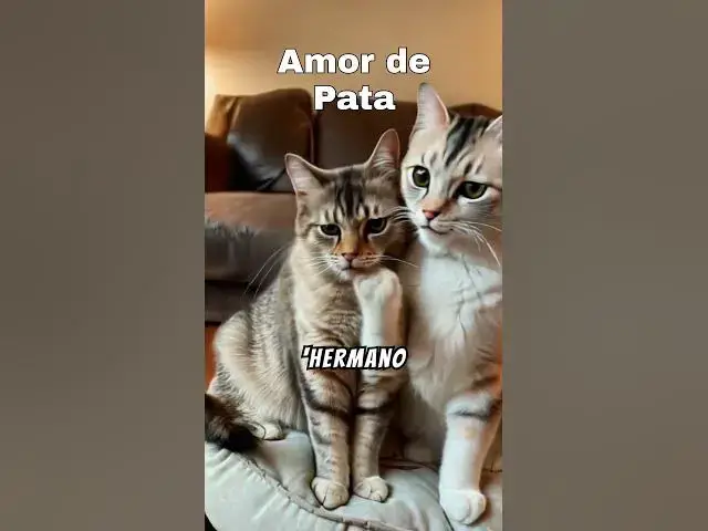 'Video thumbnail for "¡Dos Gatos y un Abrazo que Derrite Corazones! 🐱❤️🐱"'