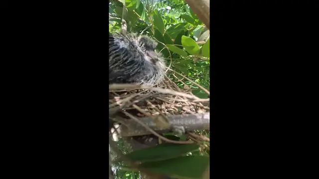 'Video thumbnail for The baby dove bird #babybird #dove #dovebird #nestbird #shortbird #nestdove #birdeat #birdfeed'