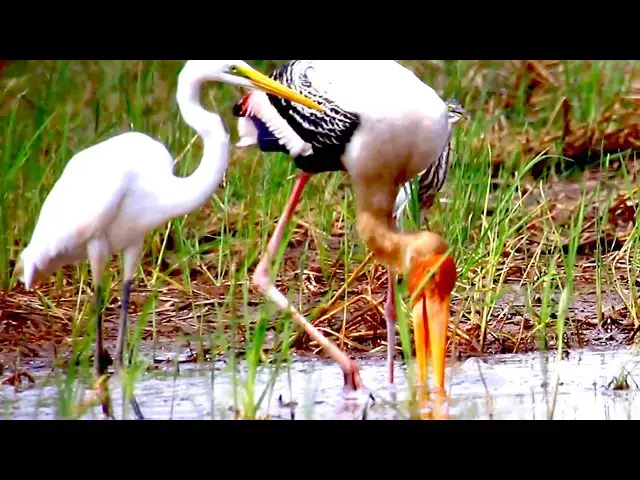 'Video thumbnail for Amazing of lake - Bird use mouse to catch food | Bird made nest'