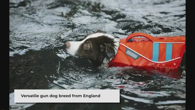 'Video thumbnail for Can you describe the appearance of an English Springer Spaniel?'