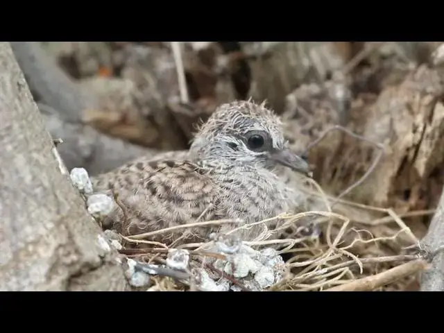 'Video thumbnail for Gain wild dove baby | Wild of mother dove with baby dove bird on nest'
