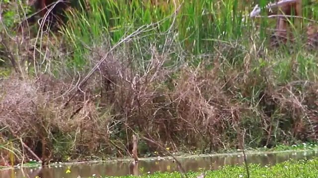 'Video thumbnail for In lake bird catch fish eat'