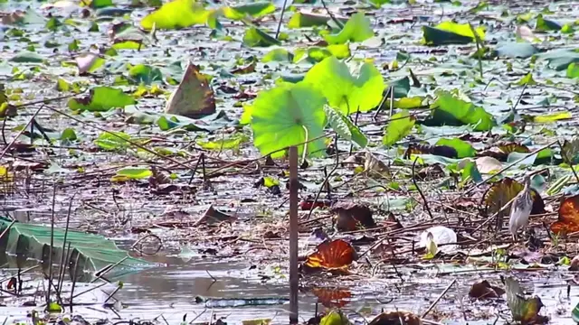 'Video thumbnail for Wild bird stay underawater catch fish eat'