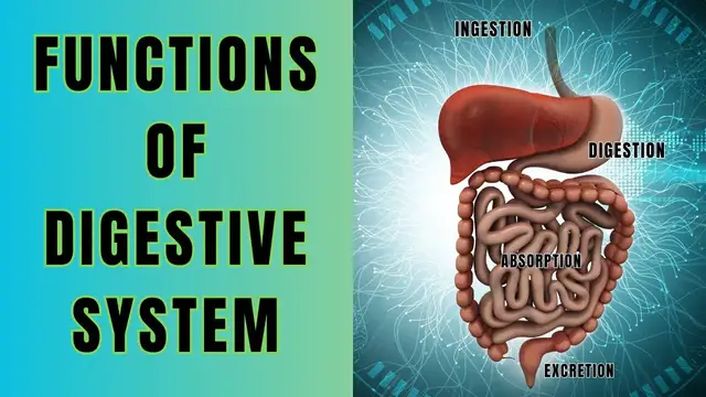 'Video thumbnail for The Function of Digestive System || Ingestion, Digestion, Absorption and Excretion @biologyexams4u'
