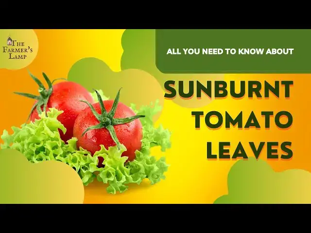 'Video thumbnail for Sunburn Tomato Leaves'