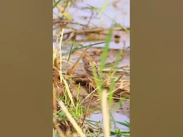'Video thumbnail for gray sproww bird in lake  #animal'