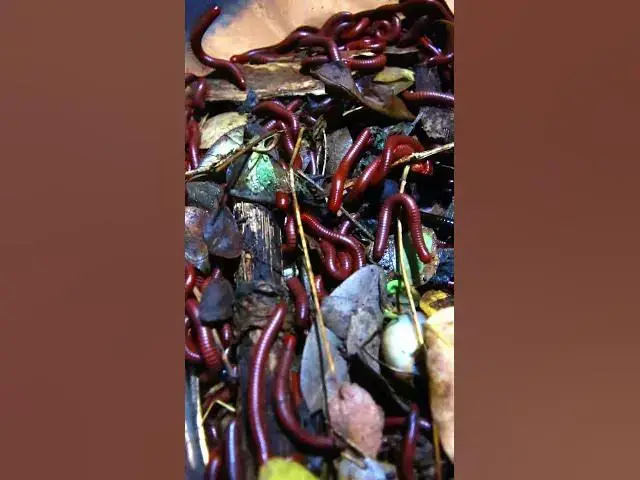 'Video thumbnail for Venomous eat food'