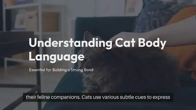 'Video thumbnail for Understanding Cat Body Language'