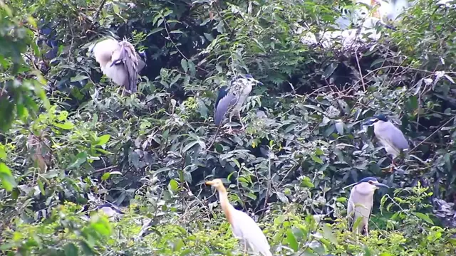 'Video thumbnail for Wild bird a lot'