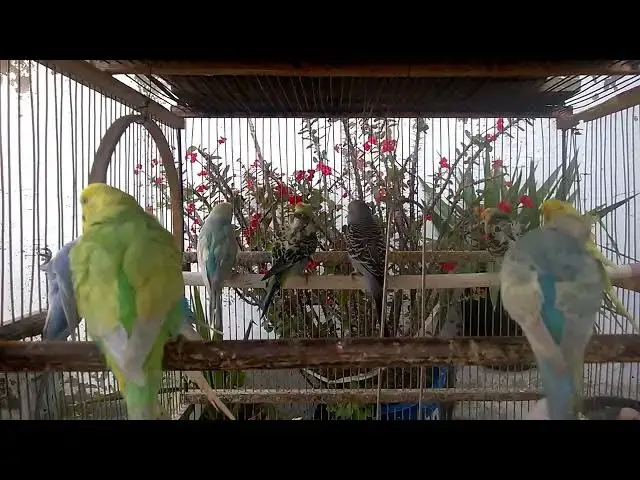 'Video thumbnail for 앵무새의 웃음 가득한 순간들! 😂🐦'