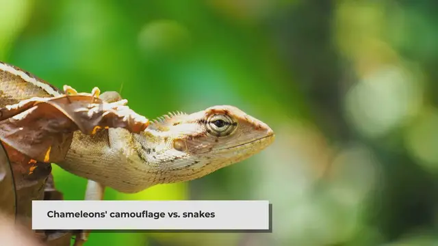 'Video thumbnail for Can snakes prey on chameleons?'