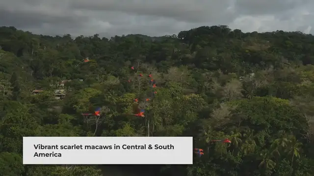 'Video thumbnail for What is the life cycle of scarlet macaws?'
