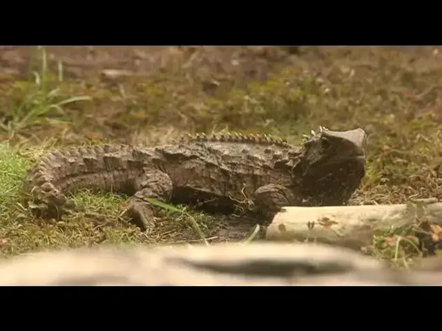 'Video thumbnail for Tuatara'