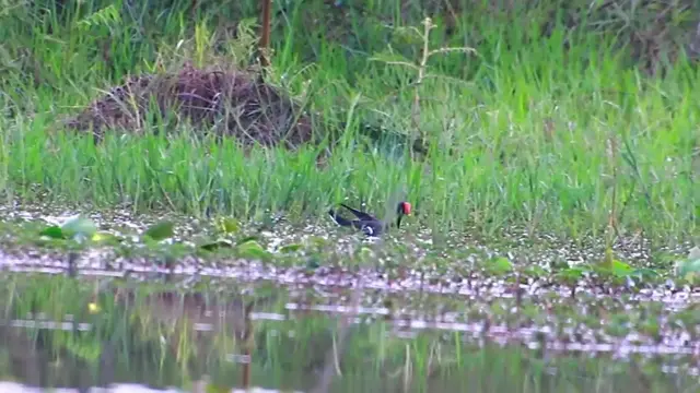 'Video thumbnail for Chicken water bird'