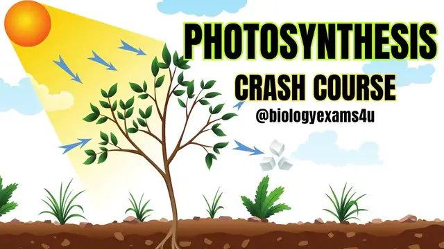 'Video thumbnail for Photosynthesis Crash Course in 45 Minutes ?☀️|| Plant Physiology @biologyexams4u'