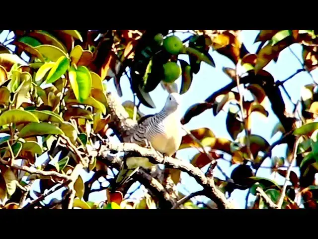 'Video thumbnail for Dove bird stay on fruit | Wild dove bird life'
