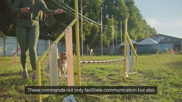'Video thumbnail for Puppy Training Commands'