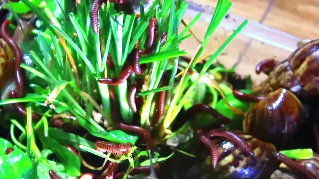 'Video thumbnail for A lot Snail or red worm eat fruit'