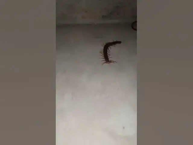 'Video thumbnail for EP 06 Cats Vs Venomous Centipede 4K #Insect #gaininsect'