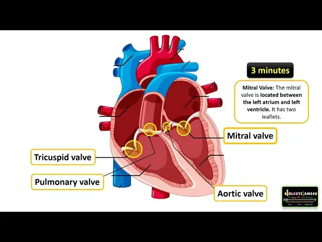 'Video thumbnail for 4 Heart Valves and their Function Made Easy in 3 Minutes'