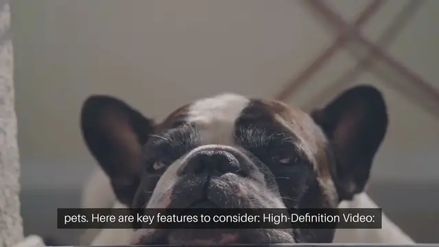 'Video thumbnail for Best Pet Friendly Security Cameras'