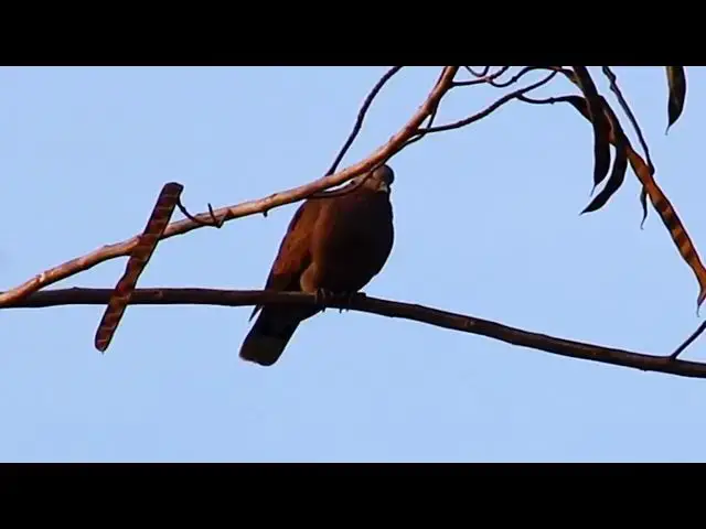 'Video thumbnail for Female dove call other dove bird'