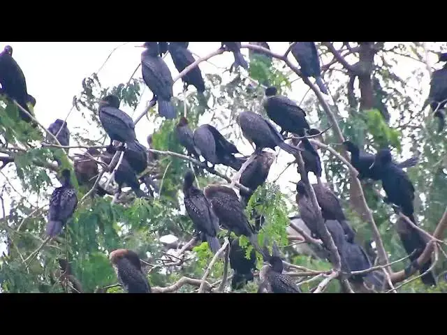 'Video thumbnail for THe wild black bird a lot sleep on nest the everning'