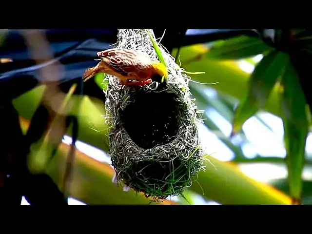 'Video thumbnail for Maya bird  - Golden bird making nest'