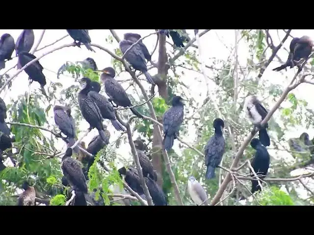 'Video thumbnail for wild birds of black bird a lot at area zoo lake'