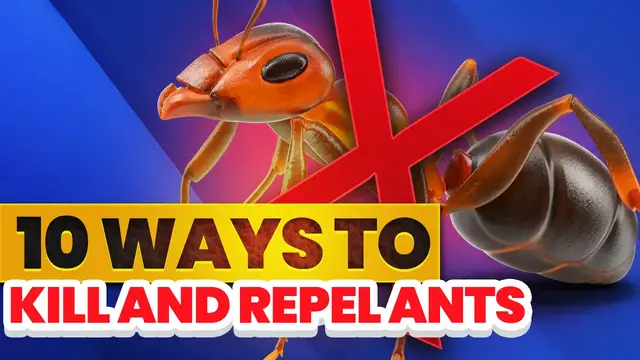 'Video thumbnail for ⚡ 10 Ways To Get Rid Of Ants 🐜'