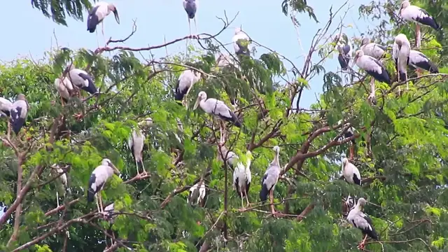'Video thumbnail for Area bird stay at evering'
