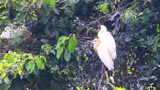 'Video thumbnail for Family of wild bird on nest'